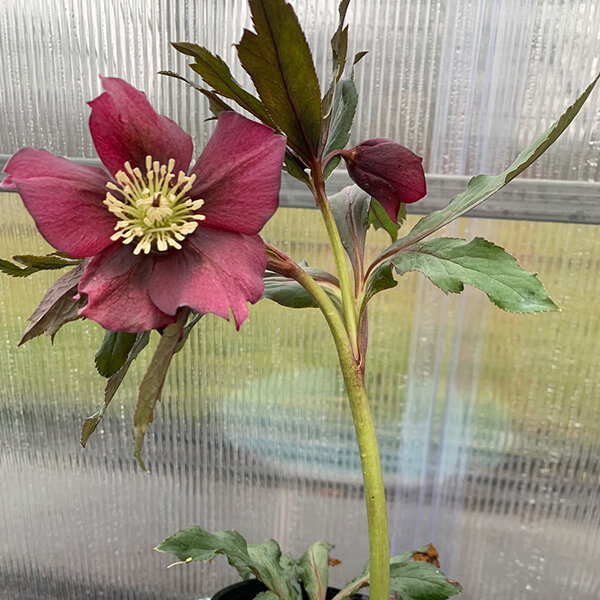 325314269_helleborus_unique_no