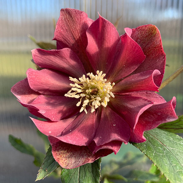 325384269_helleborus_unique_no_2