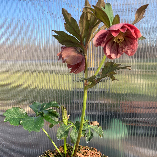 325394269_helleborus_unique_no