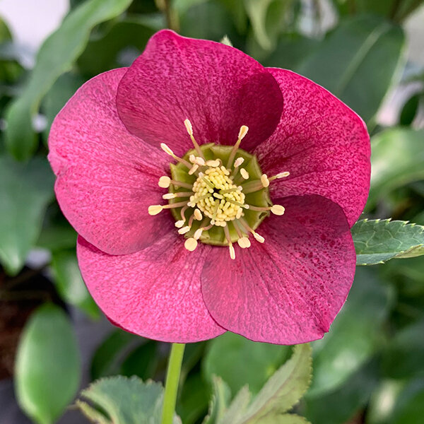 9256004_helleborus_unique_no_2
