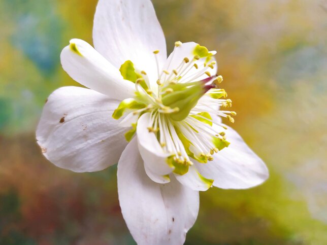 9256008_helleborus_unique_no_2