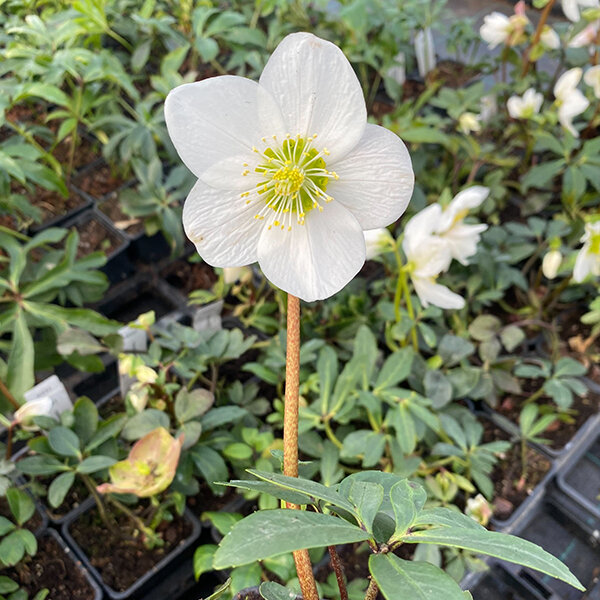 9256008_helleborus_unique_no_7