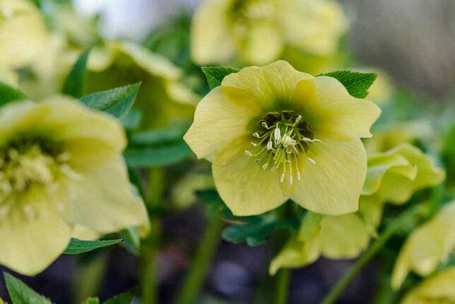 9250809_helleborus_yellow_king_2l_01