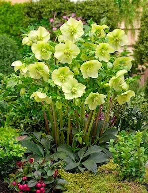 9250809_helleborus_yellow_king_2l_02