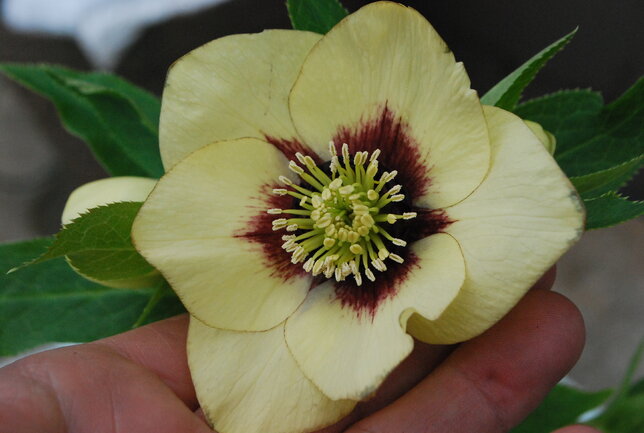1201935_helleborus_yellow_red_eye_01