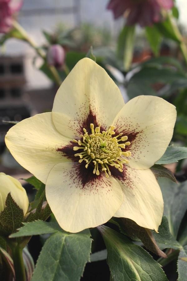 1201935_helleborus_yellow_red_eye_03