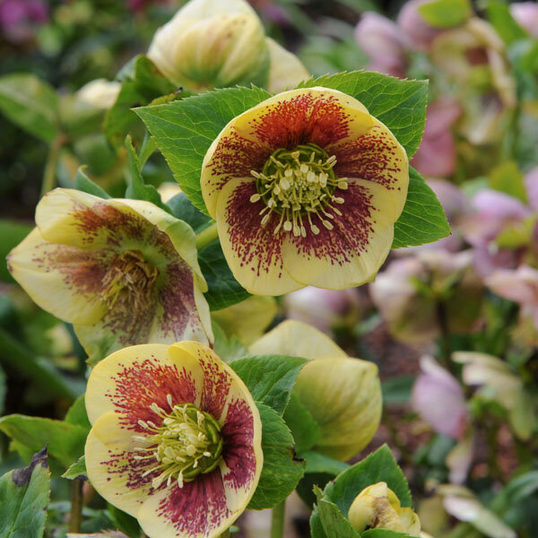 9242509_helleborus_yellow_with_red_centre_01