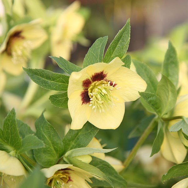 9242509_helleborus_yellow_with_red_centre_02
