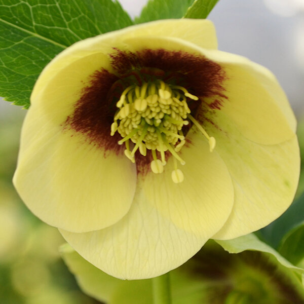 9242509_helleborus_yellow_with_red_centre_03