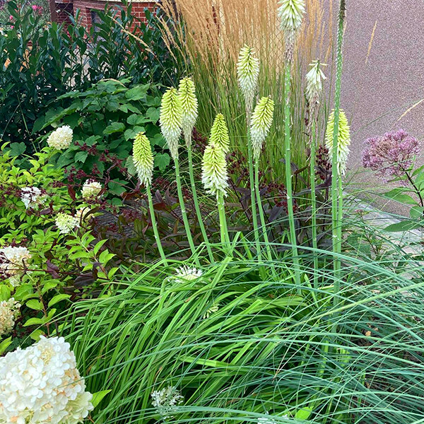 7251079_kniphofia_ice_queen_01