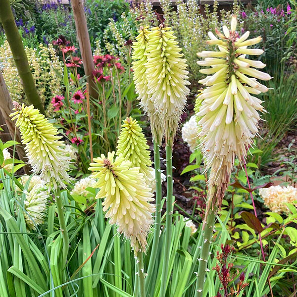7251079_kniphofia_ice_queen_02