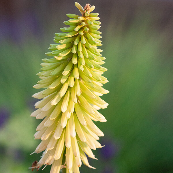 7251079_kniphofia_ice_queen_04