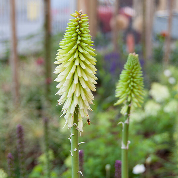 7251079_kniphofia_ice_queen_05