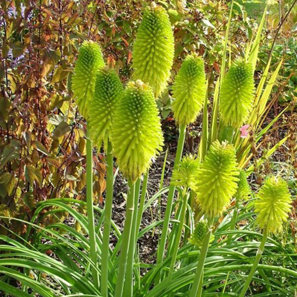 07200639_kniphofia_limelight_01