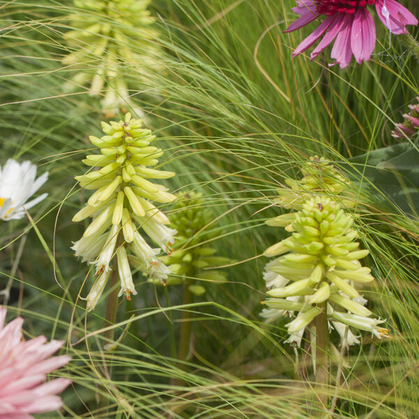 5233938_kniphofia_poco_citron_02