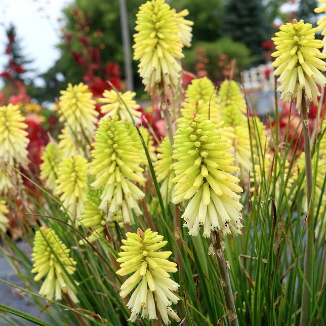 5233938_kniphofia_poco_citron_04