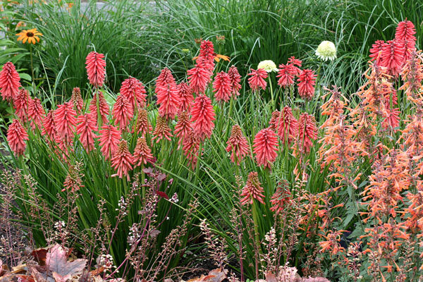 5240201_kniphofia_poco_red_01