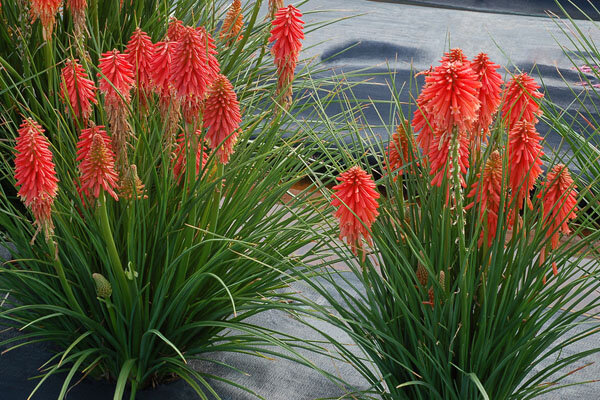5240201_kniphofia_poco_red_02