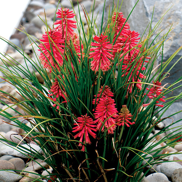 5240201_kniphofia_poco_red_03