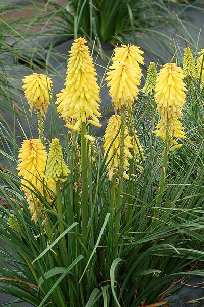 7210203_kniphofia_poco_yellow_01