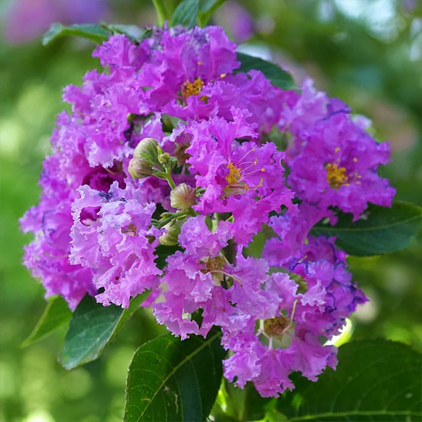 7254746_lagerstroemia_petite_orchidee_02