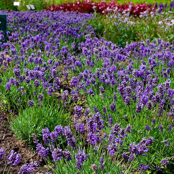 4212791_lavandula_essence_purple_02