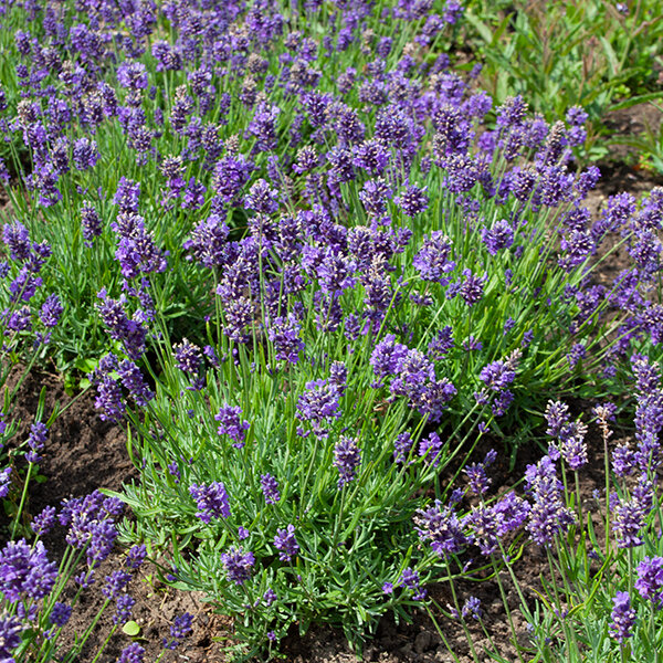 4212791_lavandula_essence_purple_03