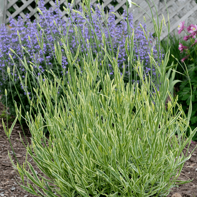 5220954_lavandula_platinum_blonde_01