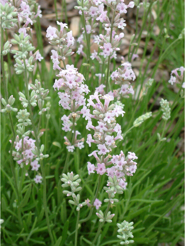 5250291_lavandula_rosea_01