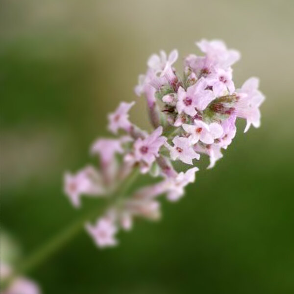 5250291_lavandula_rosea_04