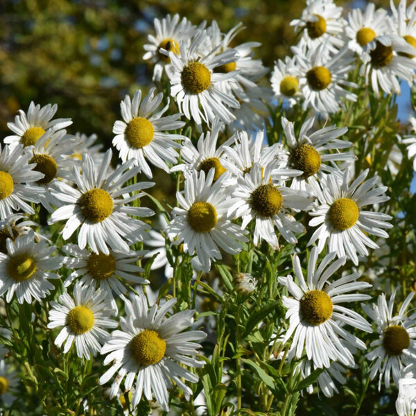 3244256_leucanthemella_serotina_01