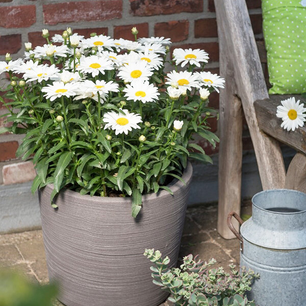 5252492_leucanthemum_sweet_daisy_christine_02