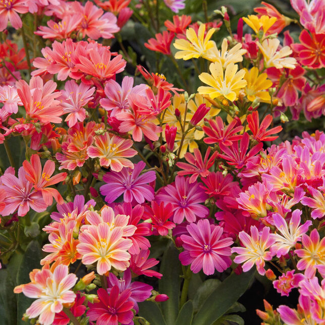 6250298_lewisia_cotyledon_elise_01