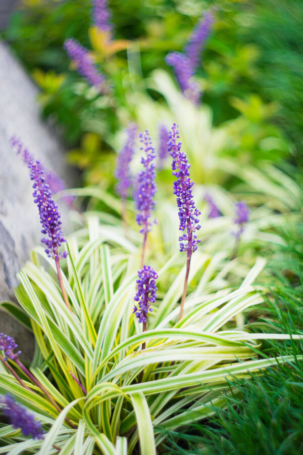 6231834_liriope_goldbanded_01