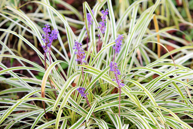 6231834_liriope_goldbanded_02