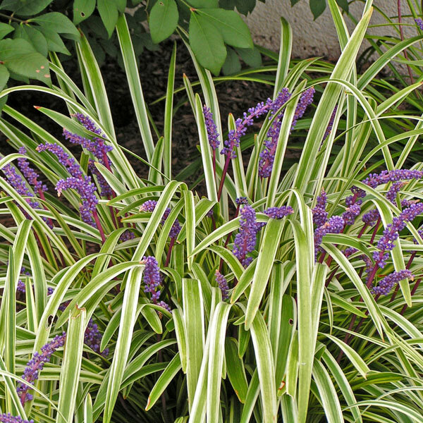 6231834_liriope_goldbanded_03