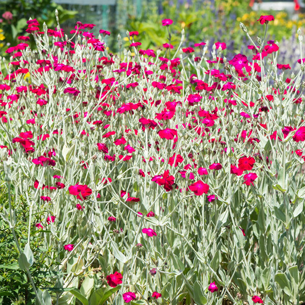 2233232_lychnis_atrosanguinea_02