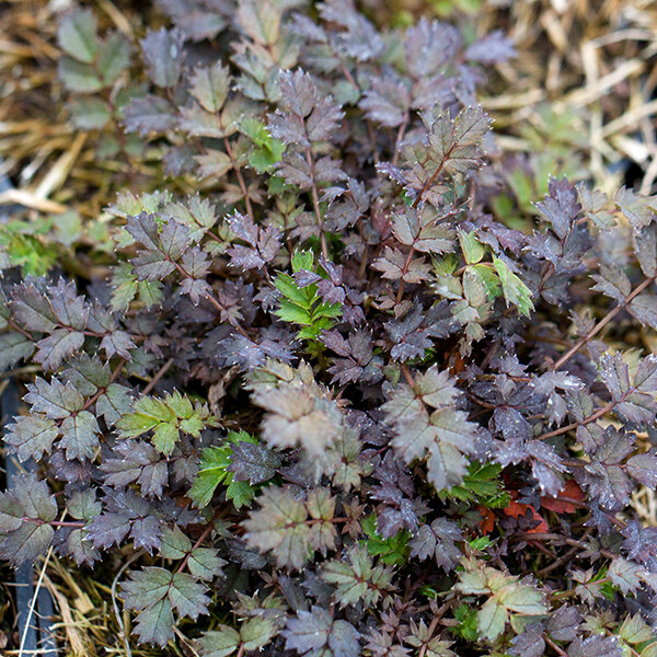 5250050_acaena_kupferteppich_01