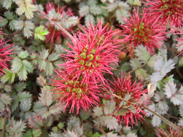 5250050_acaena_kupferteppich_02