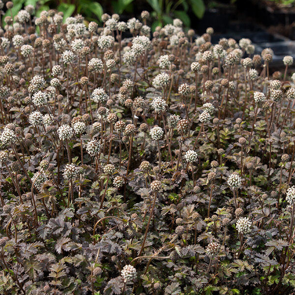 5250050_acaena_kupferteppich_03