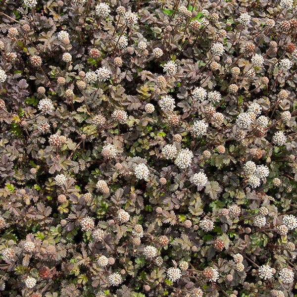 5250050_acaena_kupferteppich_05