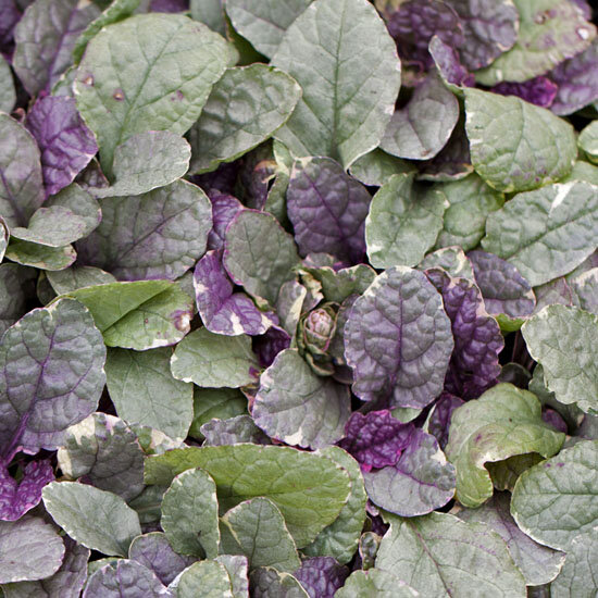 9240848_ajuga_burgundy_glow_01