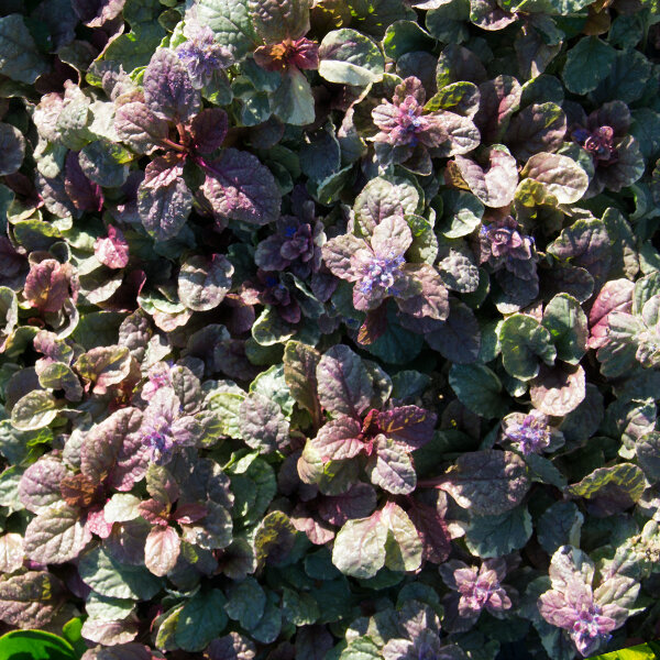 9240848_ajuga_burgundy_glow_02