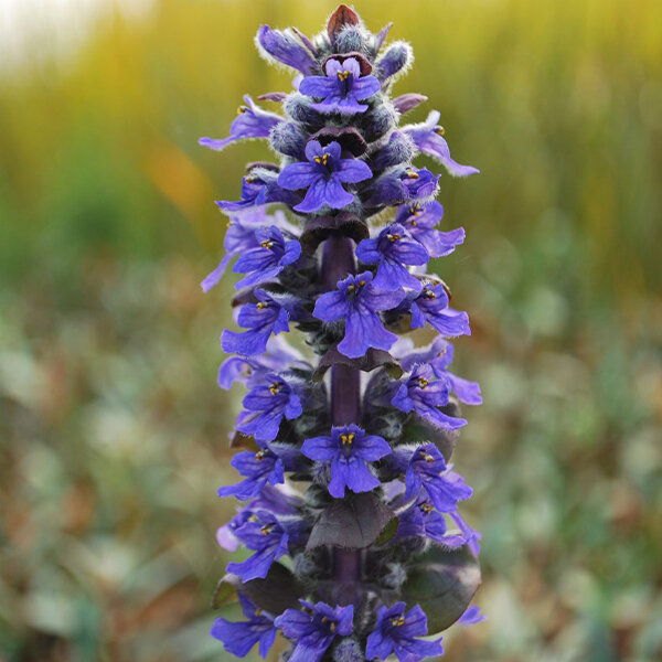 3221518_ajuga_catlin_s_giant_01