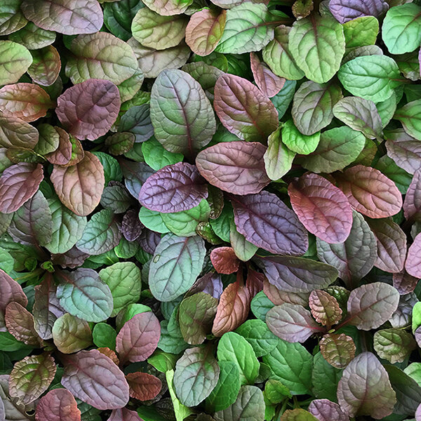 3221518_ajuga_catlin_s_giant_02