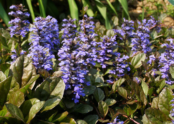 3250847_ajuga_chocolate_chip_01