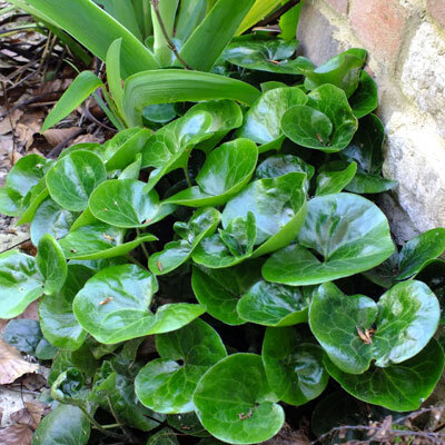 0707_asarum_europaeum_02