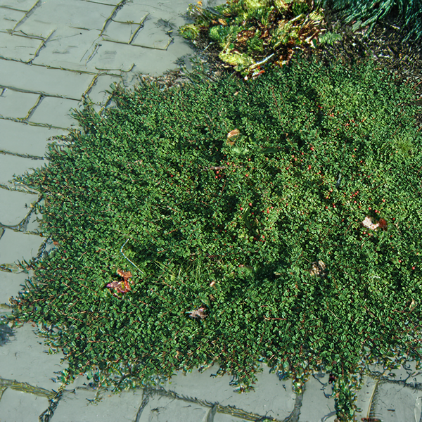 9254831_cotoneaster_streibs_findling_02