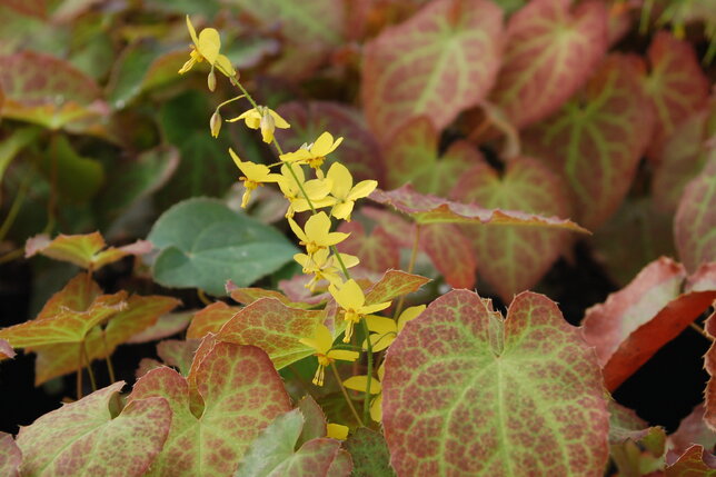 5251418_epimedium_frohnleiten_01