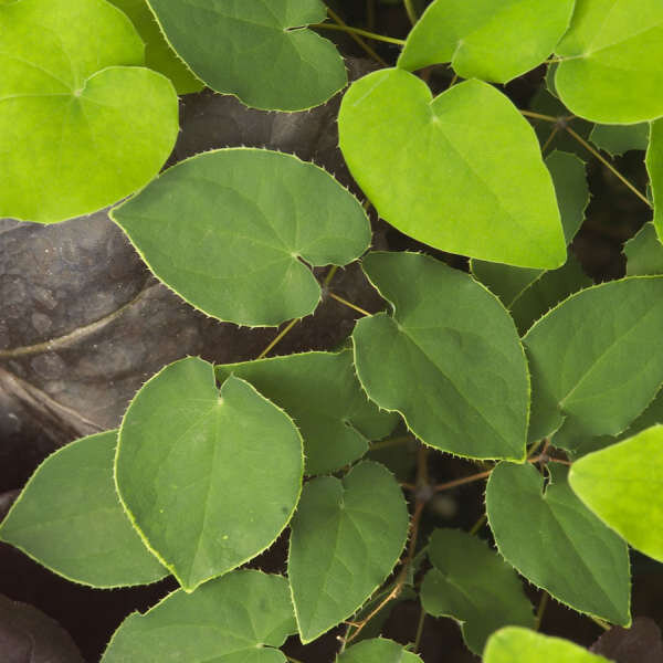 5251418_epimedium_frohnleiten_02